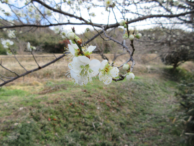 IXY 650 で撮った写真 トリミング済み